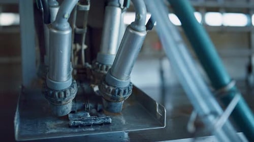 Un dispositif de traite de vache placé dans une ferme technologique