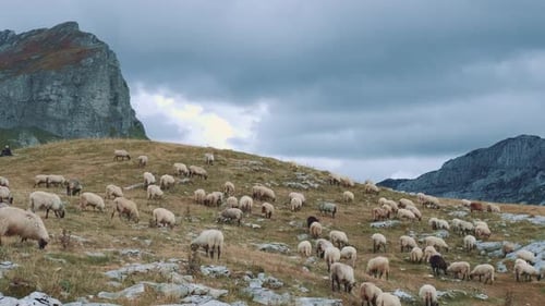 Weiße und einige schwarze Schafe grasen im getrockneten Gras