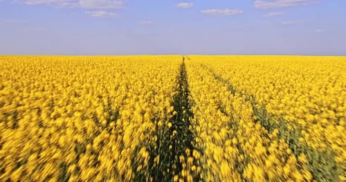 Huellas en campo de canols amarillos