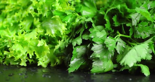 Fresh Green Lettuce and Parsley Close Up