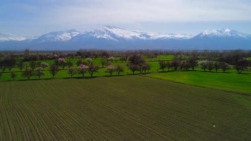 Field