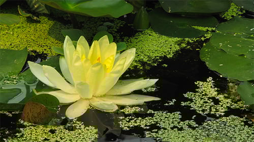 Yellow Water Lily Blooming in a Pond Time-Lapse