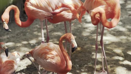 La faune de Pink Flamingo en Floride