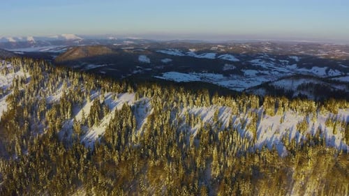 High Snowy Mountain Covered with Evergreen Fir Trees on a Sunny Cold Day