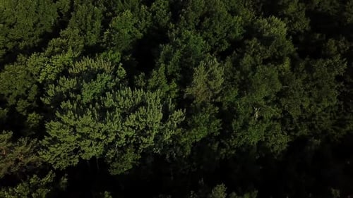 Aerial Top View of Summer Green Trees in Forest Background, Caucasus, Russia.