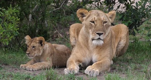 African Lion, panthera leo, Mother and Cub, Masai Mara Park in Kenya, Real Time 4K