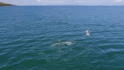 A Pod of Wild Dolphins Jumping From the Sea