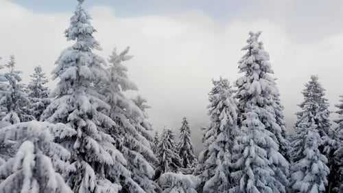 Drone Flying Through Winter Forest