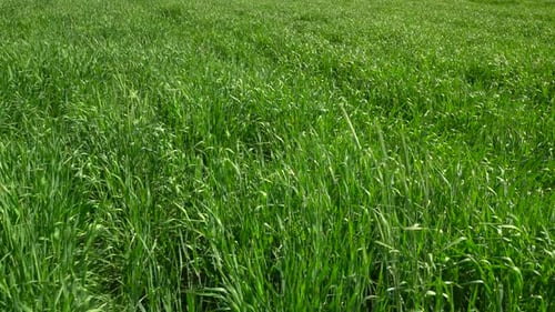 Green Wheat Field 8