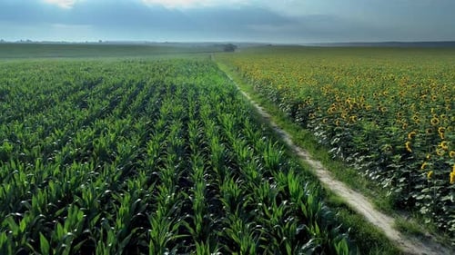 Champ de tournesol et de maïs