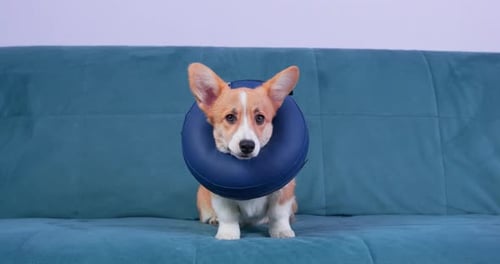 Chiot Welsh Corgi Pembroke ou cardigan avec collier gonflable protecteur autour du cou ou en mousse