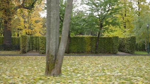 Jogger Running in Autumn Park in Slow Motion