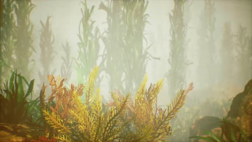 Underwater Tropical Colourful Soft-hard Corals Seascape