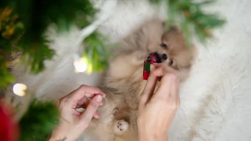 Funny Pomeranian Puppy Playing with Toy Under Christmas Tree