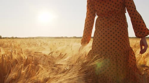 Pregnant woman in the rays of the sunset in the field