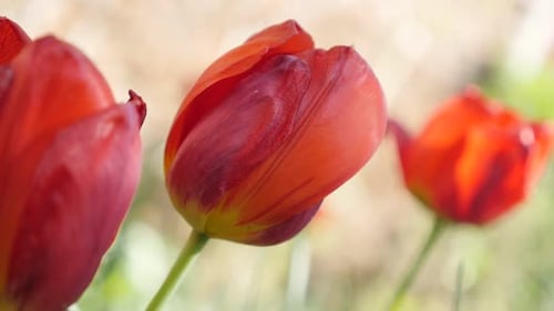 Slow motion moving of red tulip lily plant close-up 1920X1080 HD footage - Tulipa gesneriana flowe