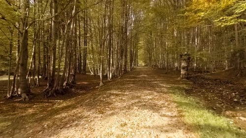 Walk Through The Autumn Forest