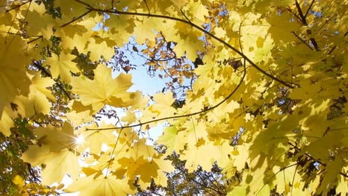 Autumn