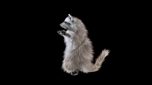 Dancing Raccoon 3D Animation with Alpha Channel