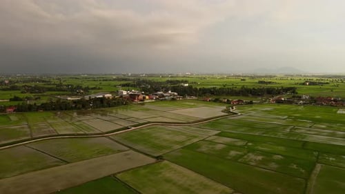 Aerial view paddy field