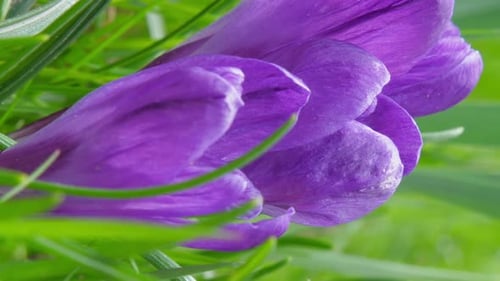 Violet Crocus Flower Petals and Green Garden Grass Closeup