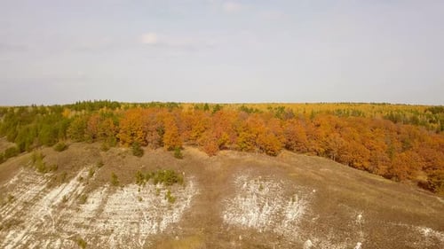 Autumn Forest Nature
