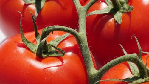 Frische rote Tomaten-Cluster auf Rebe Slow Pan 4K 2160p UltraHD-Filmmaterial - Organische rote Tomaten-Cluster auf g