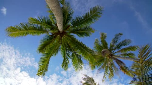 Coconut Palm Trees Against Blue Sky