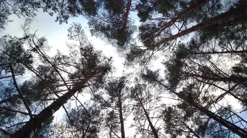 Upward View of Forest Tree Canopies