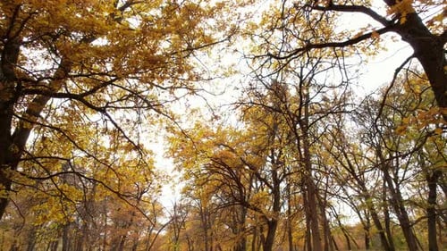 Autumn forest in cloudy weather.