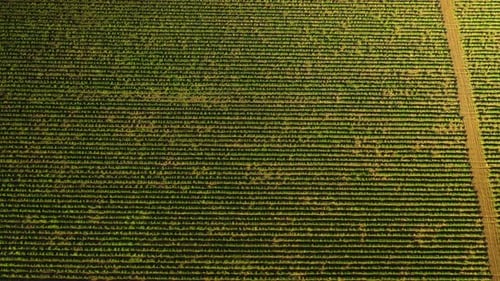 Top Aerial Shot of Vast Green Lavender Field in the Spring Before Blooming