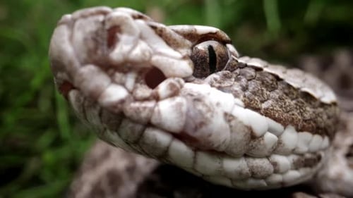 Close Up of a Snake Head