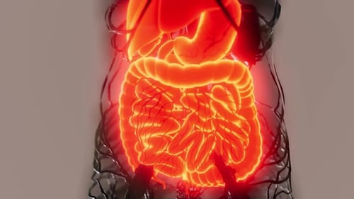 3D Glowing Human Digestive System Internal Organs Medical Scan