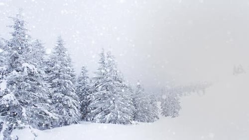 Beautiful Fluffy Snow Tree Branches