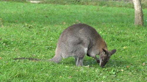 Känguru
