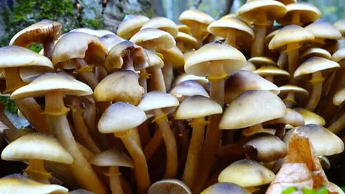 Cluster of Mushrooms Growing on Mossy Tree