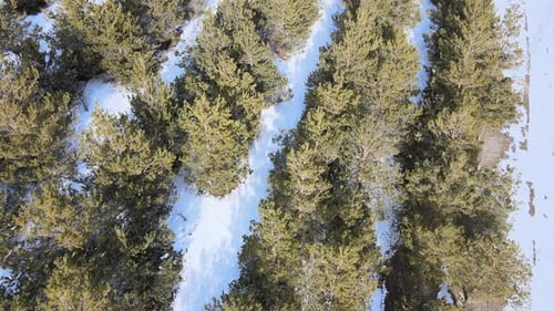 snowy trees