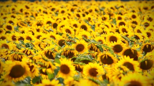 Background As A Field Of Sunflowers