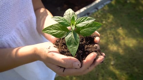Mulher segurando broto de árvore vegetal em câmera lenta