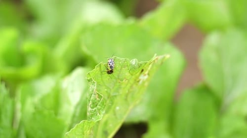 Insect In The Vegetable Garden