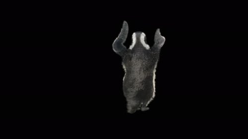 78 Penguin Dancing 4K