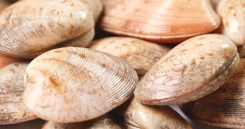 Fresh raw clam