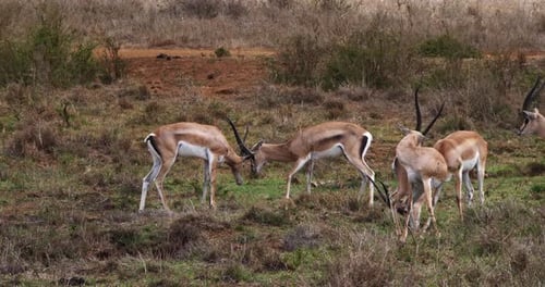 Grant's Gazelle, gazella granti, Group at Nairobi Park in Kenya, Real Time 4K