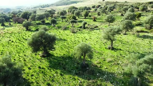 Mediterrane Landschaftsdrohne fliegt langsam durch Olivenbäume Schöne Natur Blick auf Green Grove