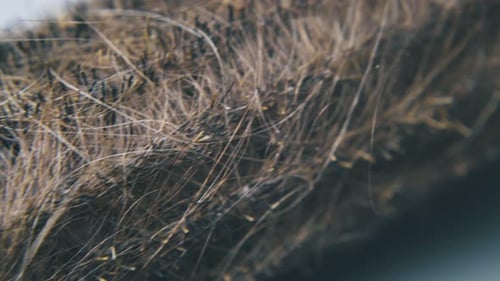 Macro Detail of Brush Bristles