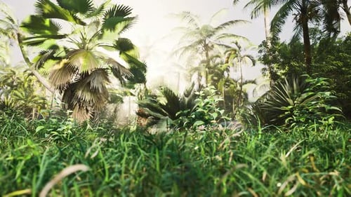 Tropical Forest with Plants and Trees in Sunlight