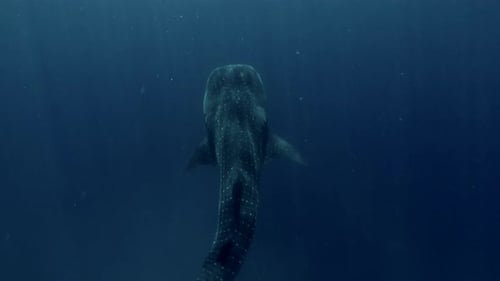 Big whale shark in blue water