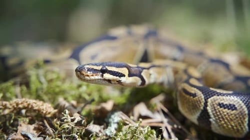 Eine erwachsene Boa Constrictor zischt und streckt ihre Zunge in Nahaufnahme heraus