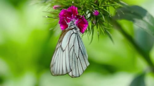Butterfly Resting on a Pink Flower in Nature