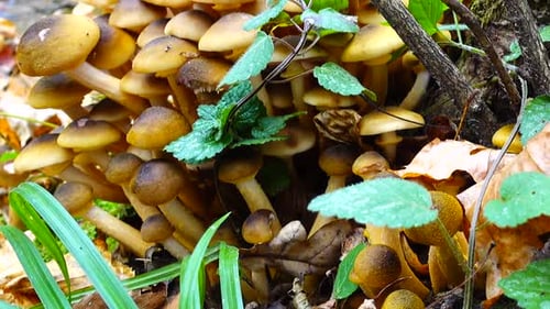Close-up of Wild Mushrooms Growing on Forest Floor